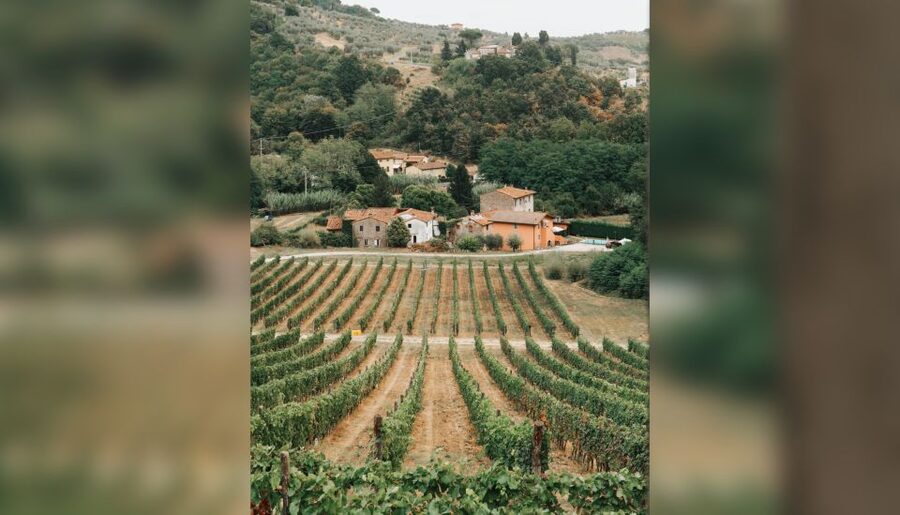 Lucca: Guided Winery Tour with Wine Tasting - How the timing affects your visit