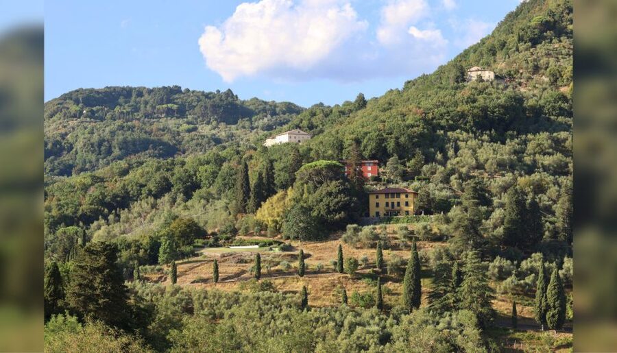 Lucca: Guided Winery Tour with Wine Tasting - Who will enjoy this wine tour most