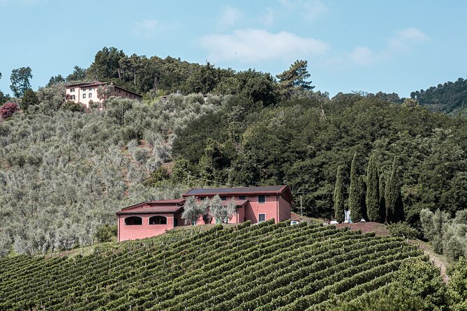 Lucca: Wine Tasting Experience - Tenuta Adamo Winery - Why the terrace setting matters