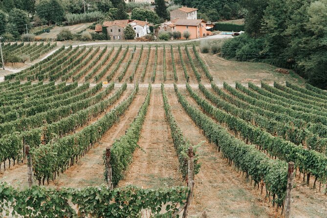 Lucca: Wine Tasting Experience - Tenuta Adamo Winery - Who will enjoy Tenuta Adamo most?