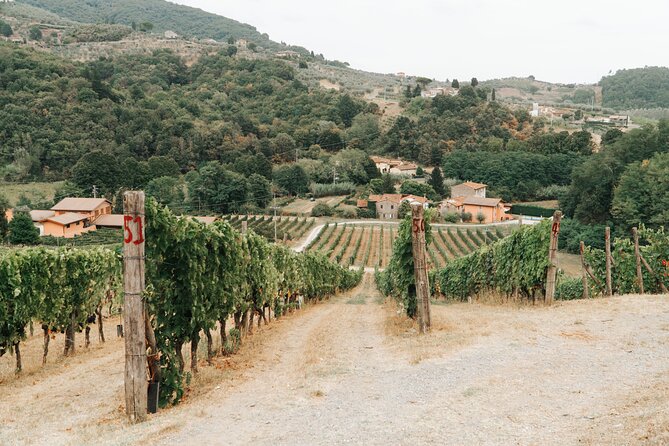 Lucca: Wine Tasting Experience - Tenuta Adamo Winery - What happens inside the cellar