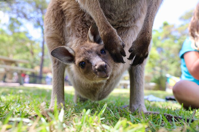 Luxury Hunter Valley Wildlife & Wine Tasting Tour from Sydney - What the small group changes
