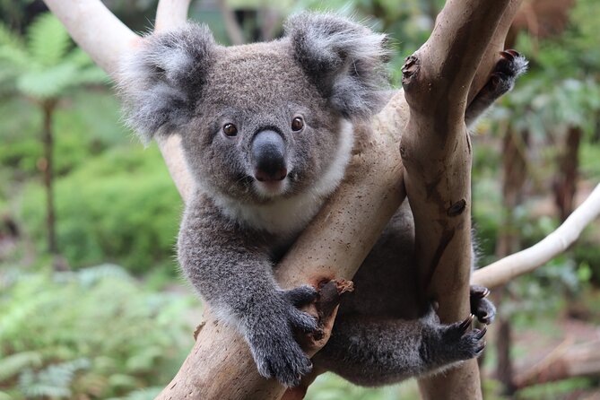 Luxury Hunter Valley Wildlife & Wine Tasting Tour from Sydney - Who should book this day