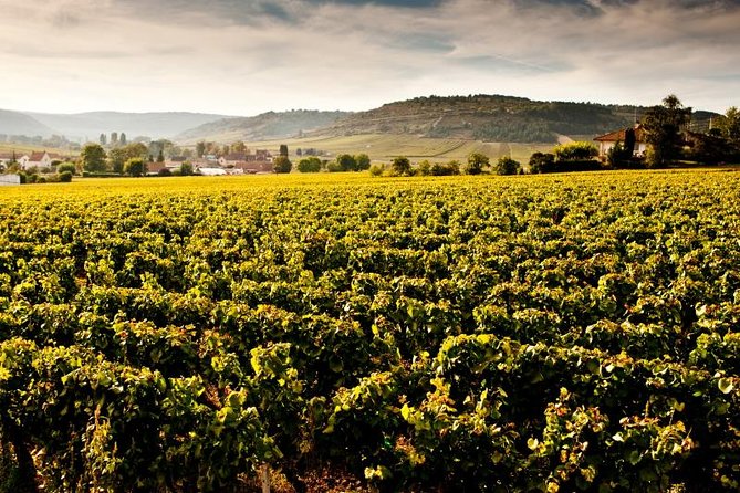 Luxury Luxury Wine Tour Experience - Why this private Burgundy day is different