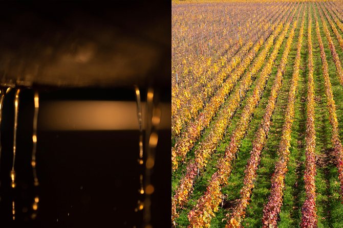 Luxury Luxury Wine Tour Experience - Gougères and a regional lunch break