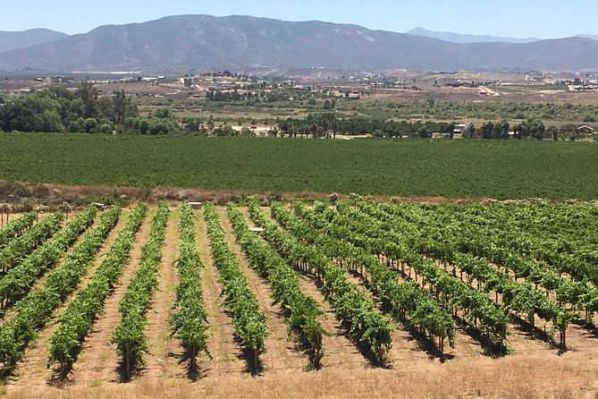 Luxury Private Wine Tasting Tour to Guadalupe Valley from San Diego - Starting in Chula Vista at 9 a.m.