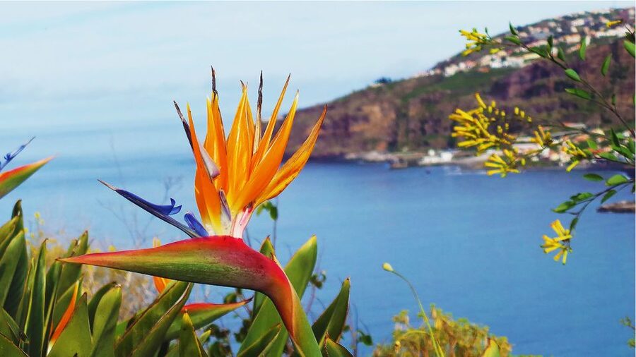 Madeira: Cabo Girao, Jeep Tour Adventure and Wine Tasting - Who should book this Madeira adventure?