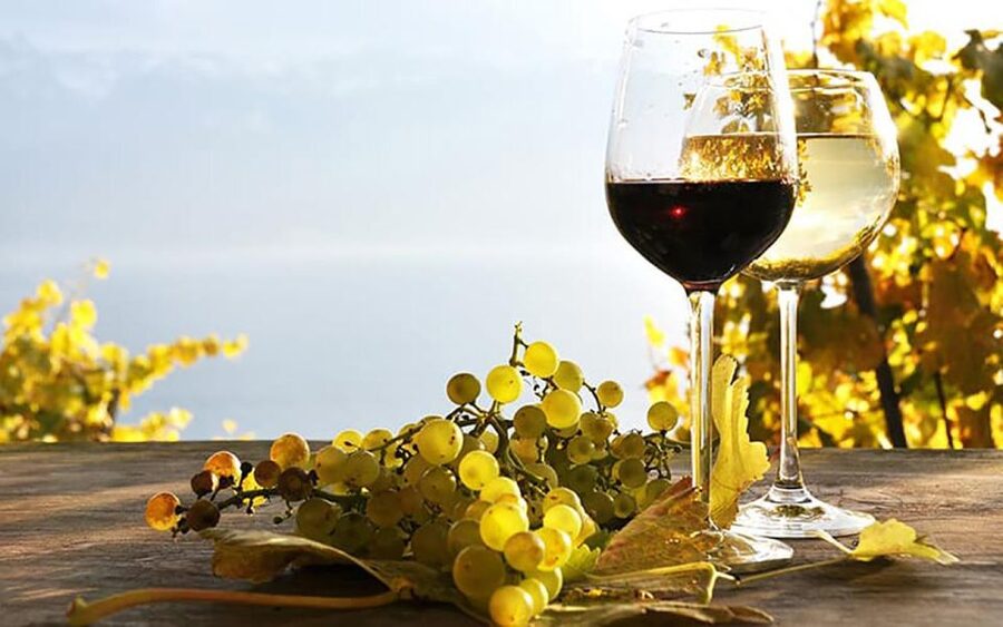 Madeira: Vineyard Tour w/ Wine Tasting & Skywalk - Is $86 a fair price?