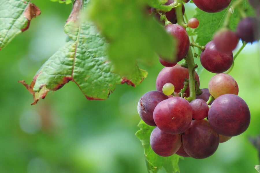Madeira: Wine & Tapas, Cabo Girão Skywalk 4x4 Jeep Adventure - Quinta do Barbusano and six Madeiran wines