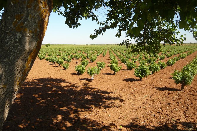 Madrid Countryside Wineries Guided Tour with Wine Tasting - The first stop, Señorio de Val Azul