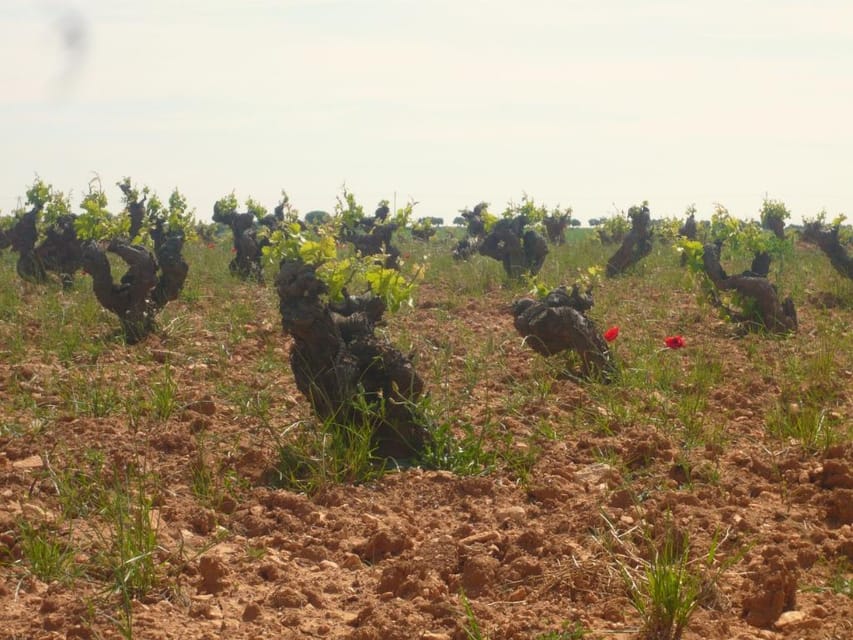 Madrid Region Wineries Guided Tour with Wine Tastings - Why Madrid’s wine country is worth your time