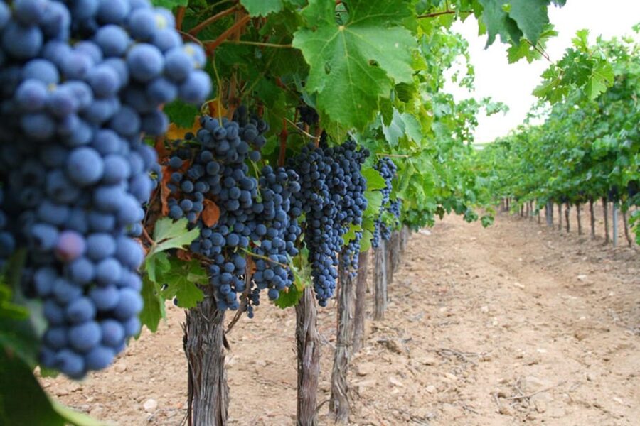 Madrid: Toledo Day Trip with Winery Visit and Wine Tasting - Finca Loranque changes the pace after lunch