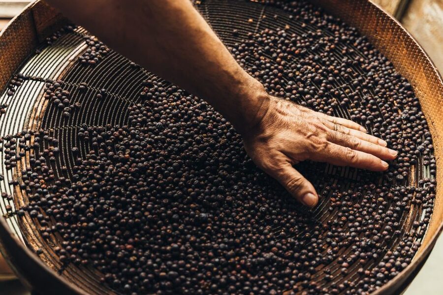 Mahón: Gin Distillery Tour with Tasting & Appetizers - The guide makes the difference