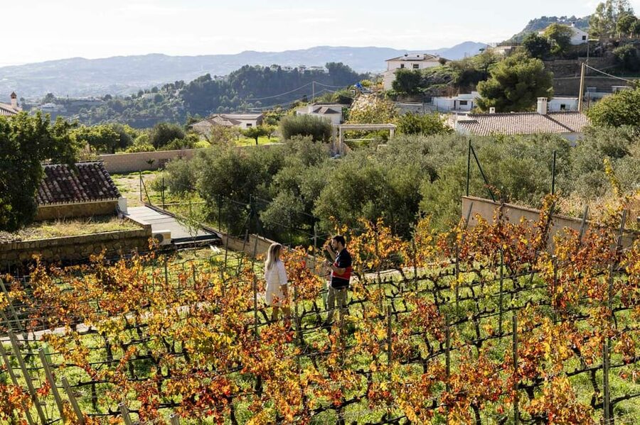 Malaga: Organic Vineyard Tour with 6 Wines, Tapas & Transfer - Six wines, with room for surprises