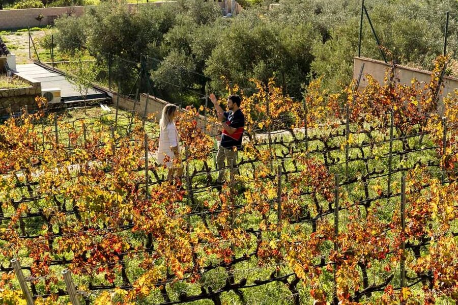Malaga: Organic Vineyard Tour with 6 Wines, Tapas & Transfer - Who should book this experience?
