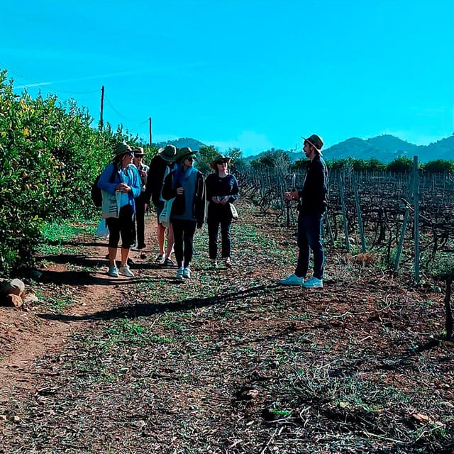 Malaga: White Village, Vineyard, and Wine Tasting Wine Tour - Key points to know before booking