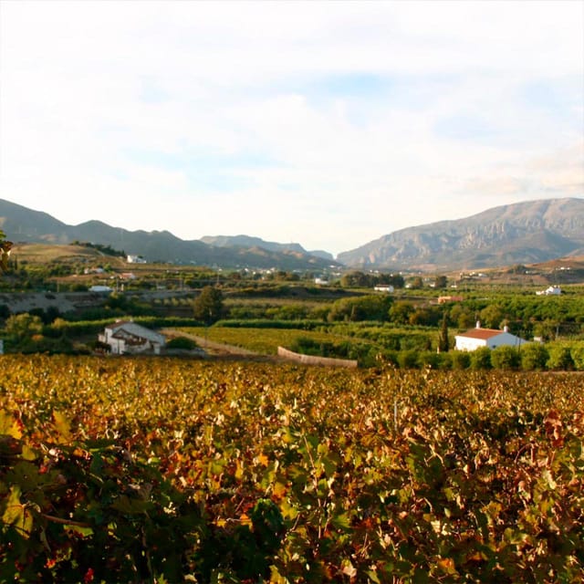 Malaga: White Village, Vineyard, and Wine Tasting Wine Tour - Why Álora makes a better wine trip than a simple tasting