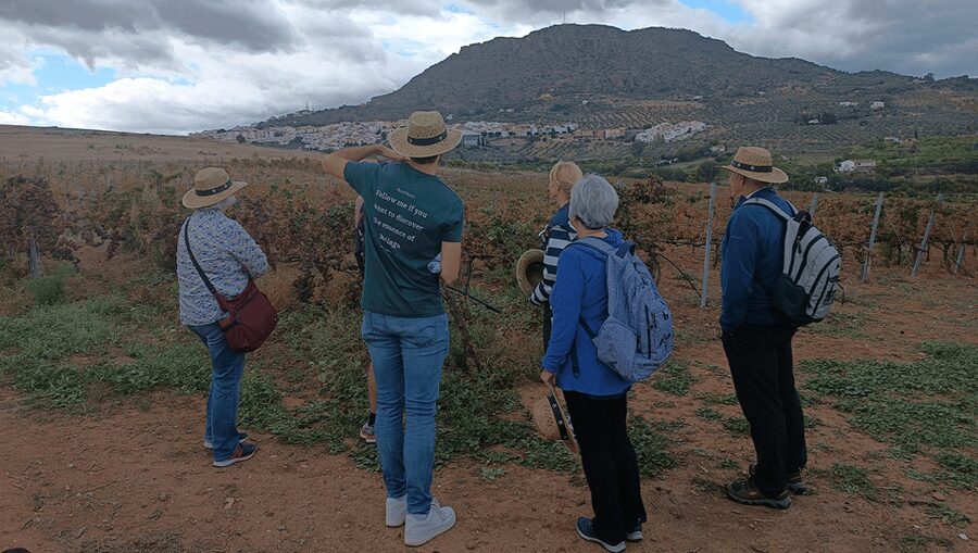 Malaga: White Village, Vineyard, and Wine Tasting Wine Tour - Four wines and local tapas at Bodegas Pérez Hidalgo