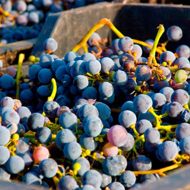 Malaga: White Village, Vineyard, and Wine Tasting Wine Tour - What to bring for a smoother day