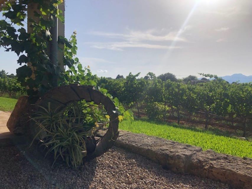 Mallorca: Bodega Butxet Vineyards & Winery Tour with Tasting - Is Bodega Butxet worth booking?