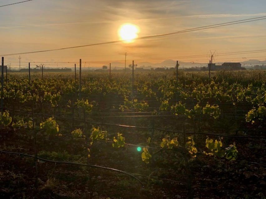 Mallorca: Bodega Butxet Vineyards & Winery Tour with Tasting - What may disappoint you