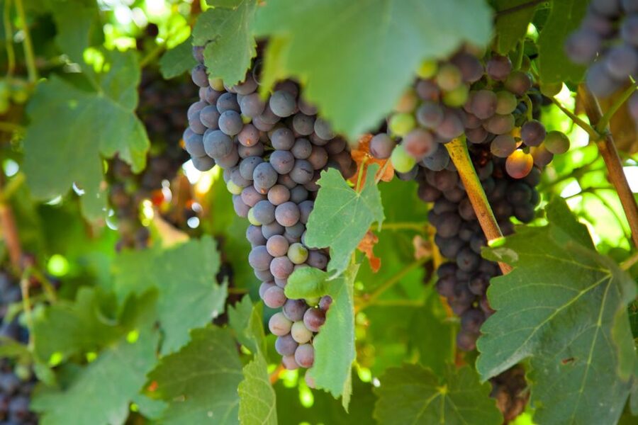Mallorca: Private Wine Tour with Tasting and Picnic - Practical planning before you book