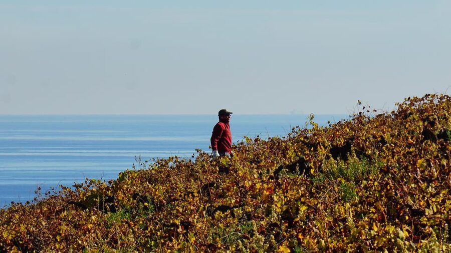 Manilva: Nilva Vineyard, Wine Tasting & Tapas Guided Tour - Weather, timing, and who will enjoy it