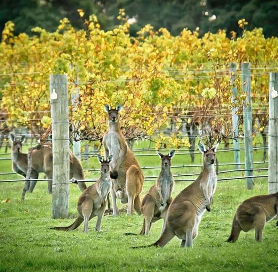 Margaret River: Full-Day Wine Tour - Yahava KoffeeWorks wakes you up first