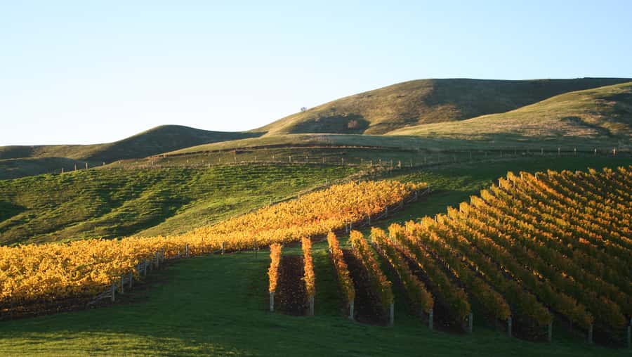 Marlborough: Full-Day Wine and Seafood Tour with Cruise - Lunch before the Marlborough Sounds