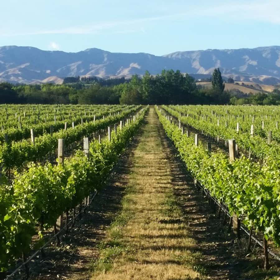 Marlborough Full Day Wine Tour - Why this Marlborough tour works so well