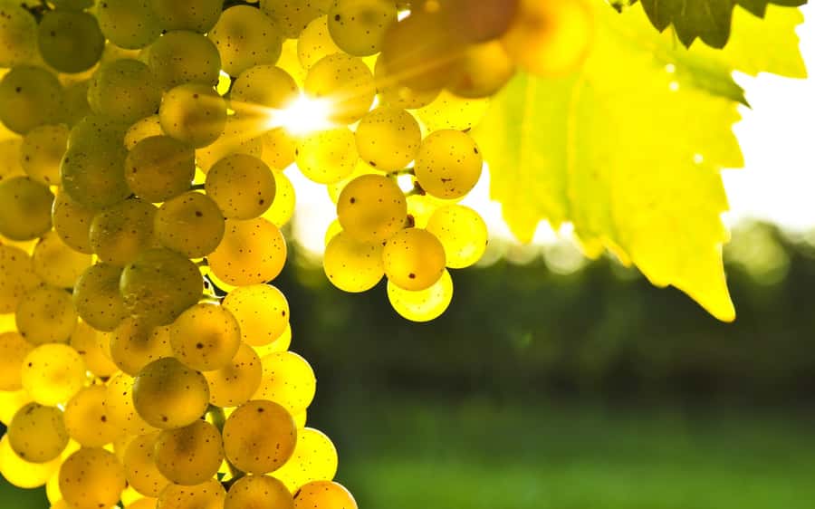 Marlborough Full Day Wine Tour - The Wairau Valley from a comfortable minibus