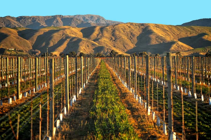 Marlborough Half Day Wine Tour From Blenheim 1.30pm - A social tour with a friendly pace