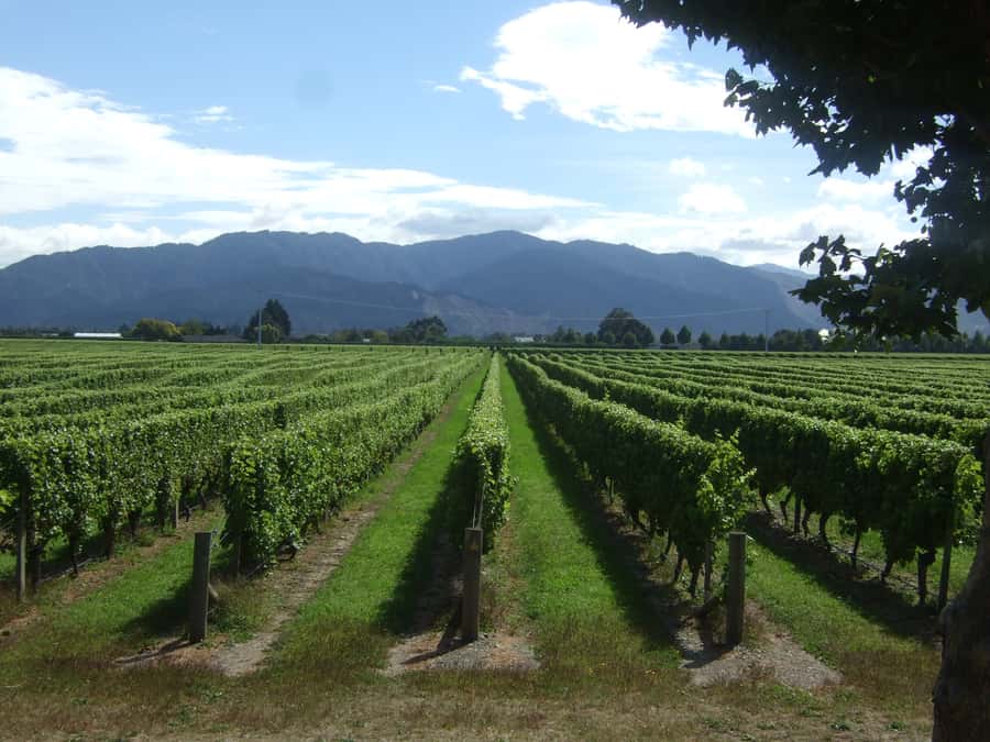 Marlborough Half-Day Wine Tour from Blenheim - Five cellar doors, one easy Marlborough outing