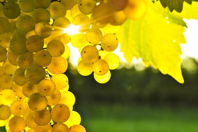 Marlborough Wine Tour - Afternoon of Cuisine & Wine 4hrs - Group size, pickup, and timing