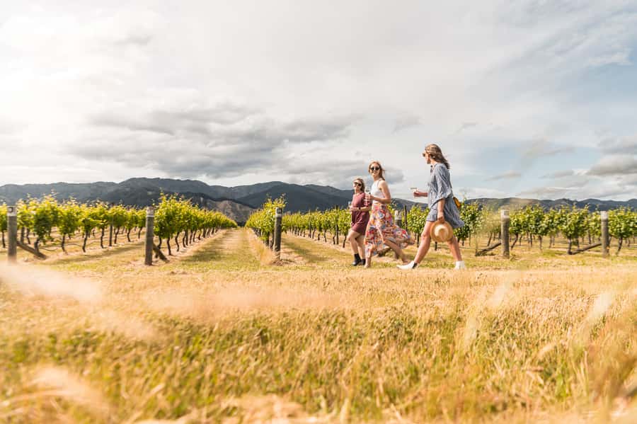 Marlborough: Wineries Visit and Tasting Session - Three cellar doors, one useful introduction to Marlborough