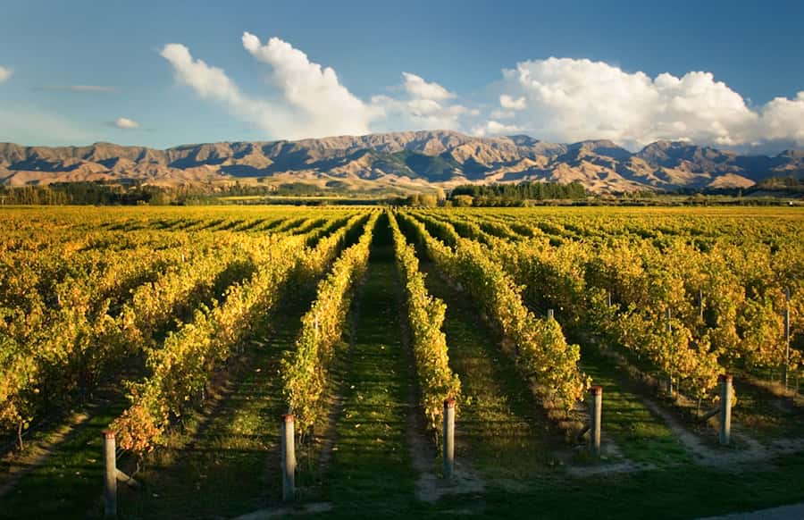 Marlborough: Wineries Visit and Tasting Session - What happens at the winery stops