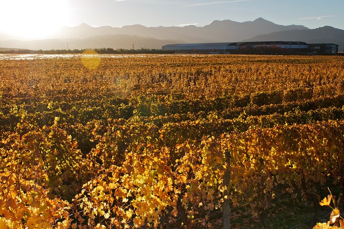 Marlborough Winery Tour - A Day of Cuisine & Wine 6hrs - The value of $152.04 per person