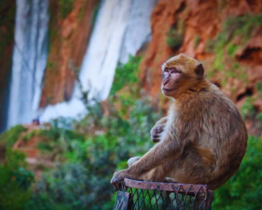 Marrakech: Day Tour to Ouzoud Waterfalls with Boat Trip - Value at $17 per person