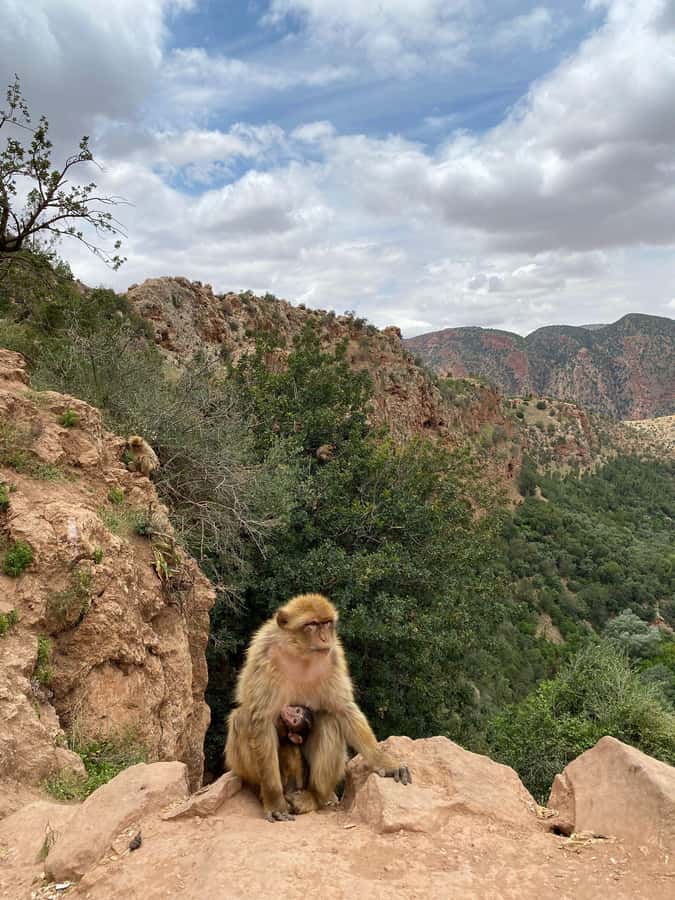 Marrakech : Ouzoud Waterfalls & Guided Tour & Boat Ride - Tagine beside the waterfalls