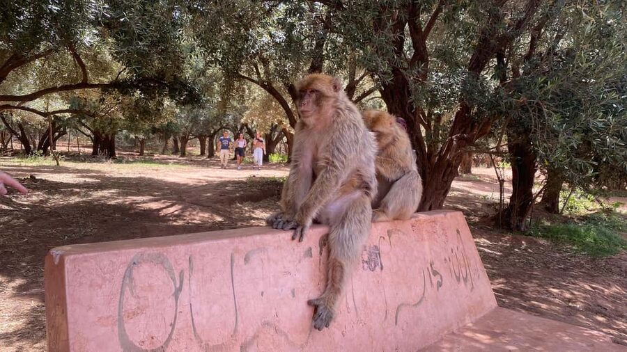 Marrakech: Ouzoud Waterfalls Trip, Guided Hike & Boat Option - What the $14 price really gives you