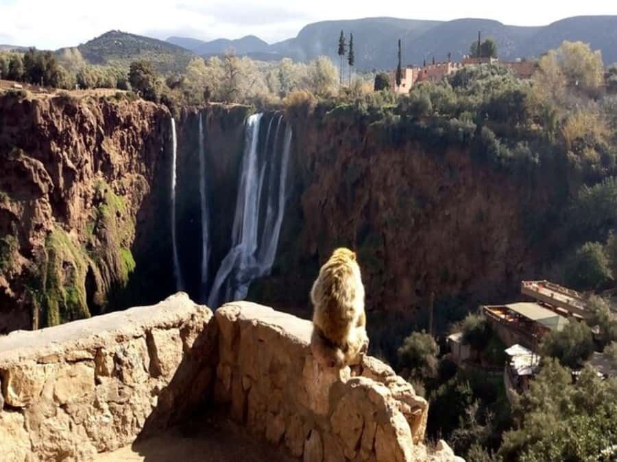Marrakesh: Ouzoud Waterfalls Trip with Hike & Boat Option - Lunch above the falls
