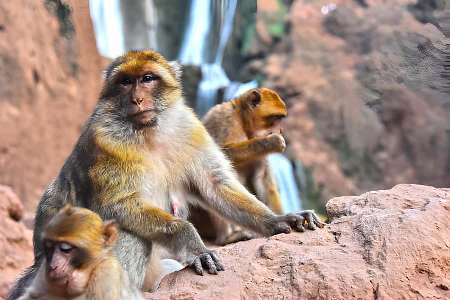 Marrakesh: Ouzoud Waterfalls Trip with Hike & Boat Option - The morning pickup from Marrakech