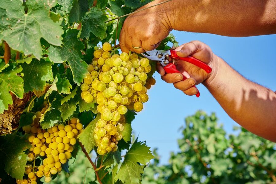 Marsala: Florio Winery Tour with Food-Paired Wine Tastings - What you actually taste at the end