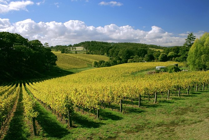 McLaren Vale and Glenelg Wine Tasting and Sightseeing (Half-day Afternoon) - Haselgrove Wines: a friendly first tasting