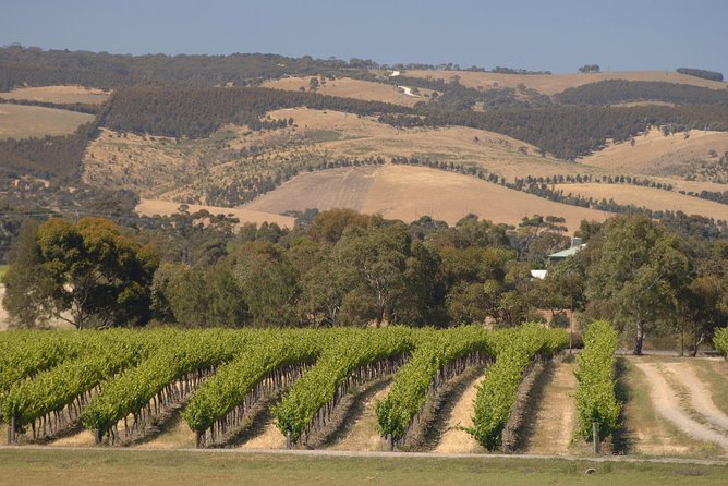 McLaren Vale and Glenelg Wine Tasting and Sightseeing (Half-day Afternoon) - Chapel Hill Winery: attractive setting, different tasting style