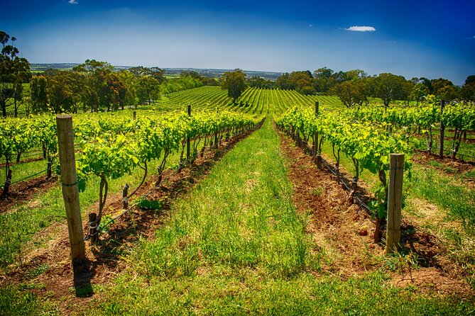McLaren Vale Winery Small Group Tour with Wine Tasting and Lunch - Shottesbrooke and the final tasting