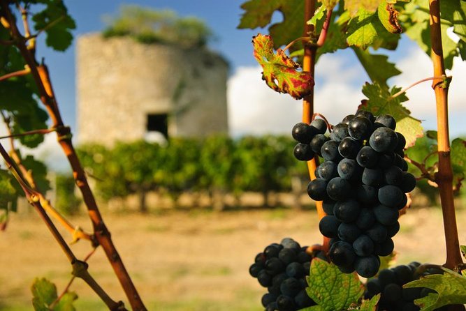 Médoc Region Half-Day Wine Tour with Winery Visit & Tastings from Bordeaux - Key points to know before you book