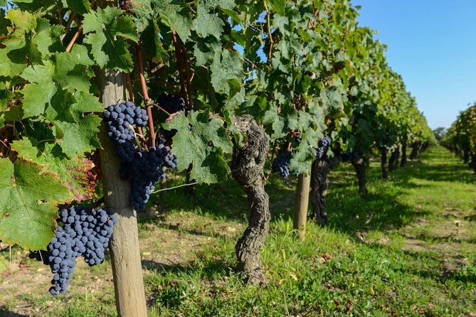 Medoc Region Wine Day Trip with Vineyard Visits & Tastings from Bordeaux - The guide can make or break the day