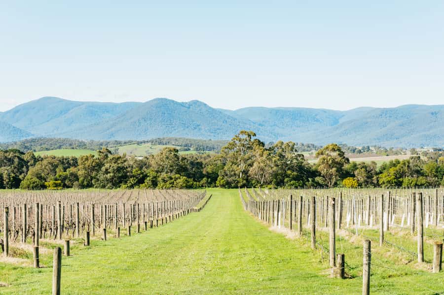 Melbourne: Yarra Valley Wine, Cider, Gin, Beer, & Choc Tour - Chocolate at Yarra Valley Chocolaterie