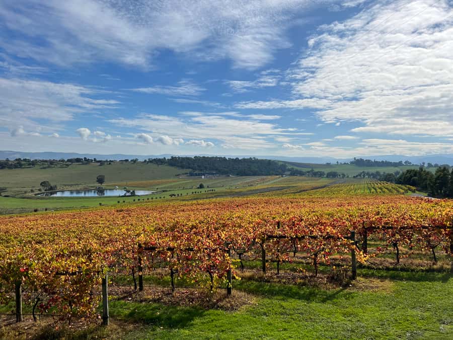 Melbourne: Yarra Valley Wine Tour + Lunch & Gin/Beer Option - Chocolate and ice cream provide a sweet finish